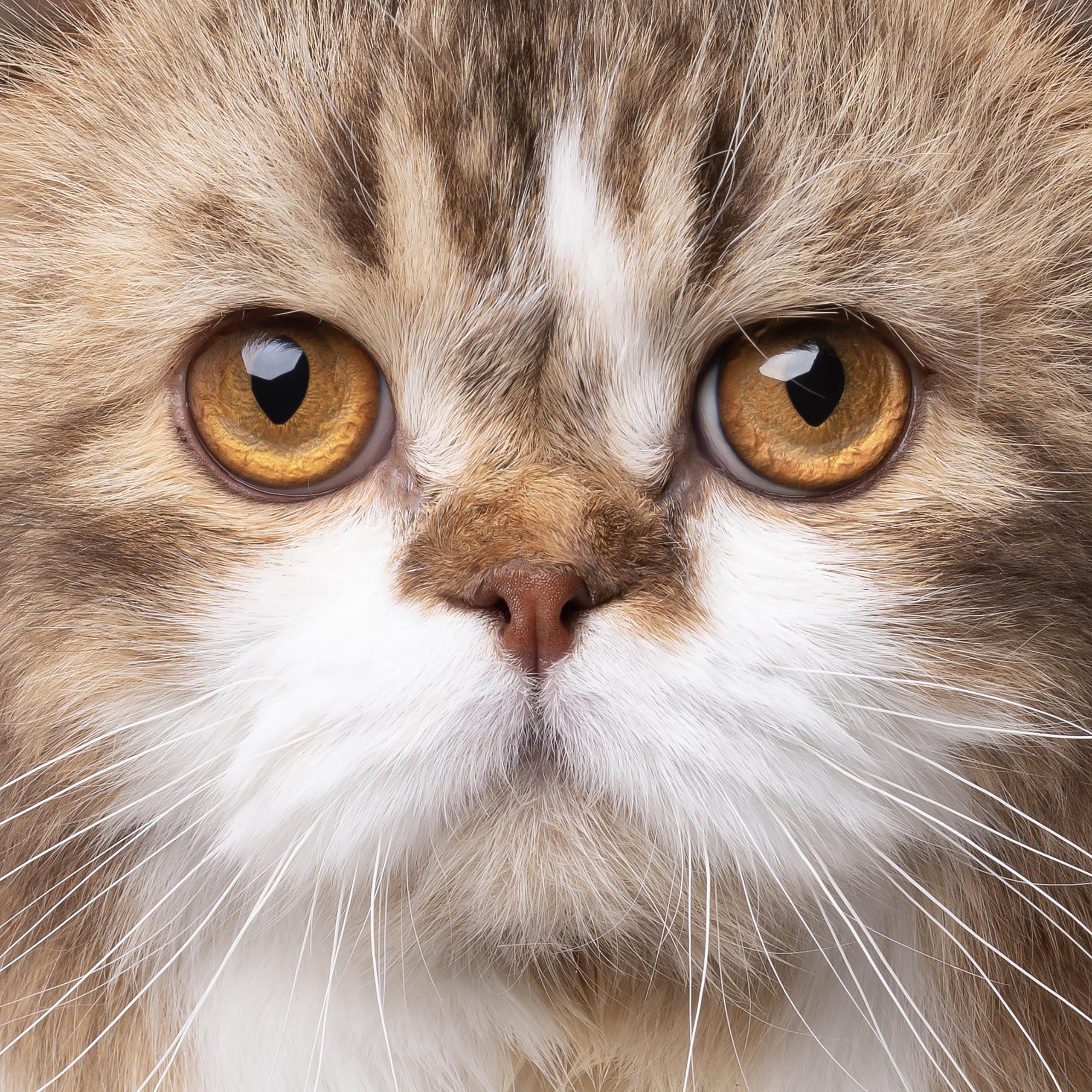 WCH. Glamisway Nectarine